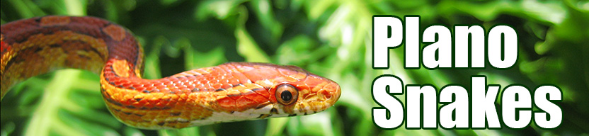 Plano snake